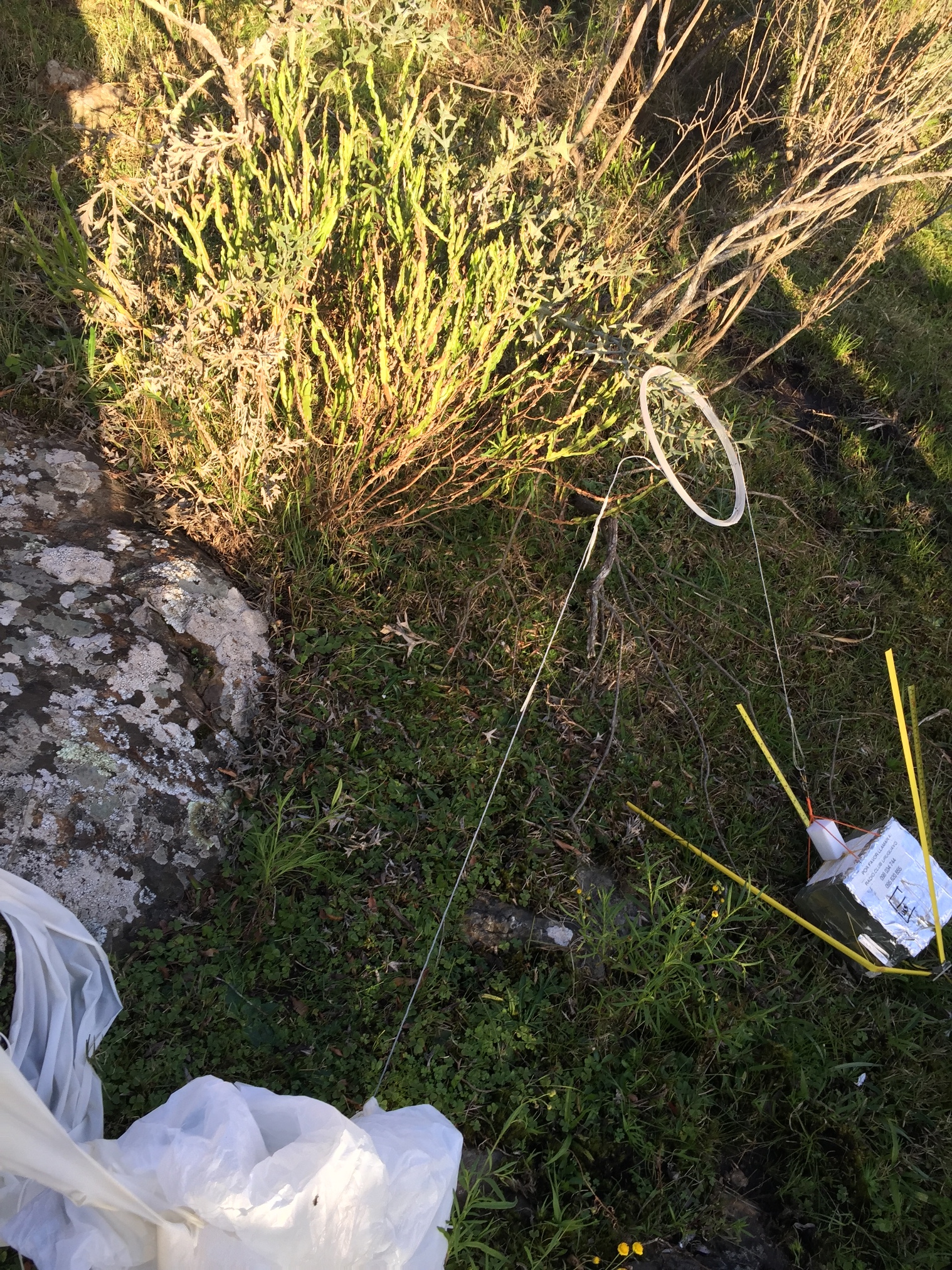 Pichon-1 2016_4537.JPG