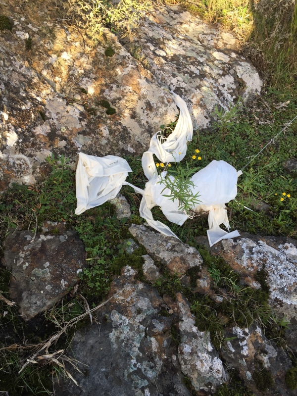 Pichon-1 2016_4526.JPG