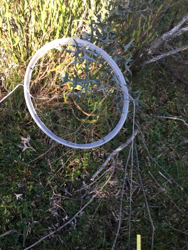 Pichon-1 2016_4535.JPG