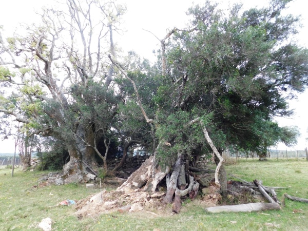 Foto representativa del evento: Instalación APRS Radio Club Minas 2017